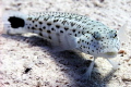 Kiss me!

Speckled Sand Perch - Parapercis hexophtalma
