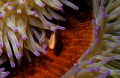Pink clown fish, Port Vila