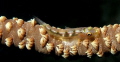 Can't resist the Sea Whip Goby