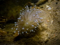 Janolus cristatus, shot in the 'Oosterschelde' @ Wemeldinge