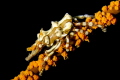 Xeno Crab