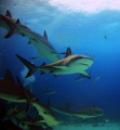 Grey Reef Shark w pilot fish