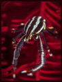 Feather star squat lobster