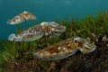 A trio at the grass bed where the females deposit their eggs.