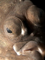 European flounder