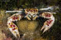 Spotted Porcelain Crab