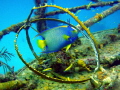 Classic Queen Angel swims through deck of Ray of Hope
