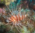 This is a Hawaiin Turkeyfish I photographed on the Backwall of Molokini Crater, Maui,Hawaii. He was in 40 ft of water and I was really stoked to find him as they are quite rare here.