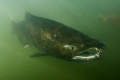 Spawning male King Salmon
