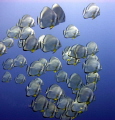 Platax's School
Platax Orbicularis