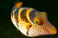 Juvenile triggerfish