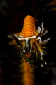 Crinoid Shrimp looking down the lens