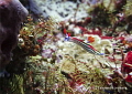 Purple-lined nembrotha