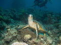 Cute turtle posing.  --- My images are uploaded for fun and testing purposes, they do not compete ---