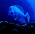 Watchful batfish in its beauty!