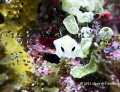 Nudibranch. Sony Rx-100.