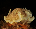 A real beauty - Goniobranchus sp.