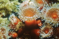california strawberry Anenomes