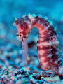 Sea Horse