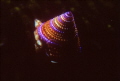 Top shell Monterey bay California