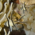 Bangaii Cardinal Fish