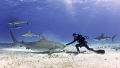 On precious planet Earth, change is needed. Sometimes people are driven by fear or greed and that causes damage to the balance. One victim is the species sharks, the cruel act of finning decimated numbers by 70%, they deserve respect & protection.