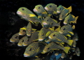 Like a Wall in the current - a school of sweetlips in Raja Ampat
