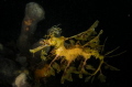 Leafy Seadragon...