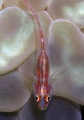 Resting fish