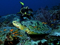 A turtle and Marc in Maldives.
