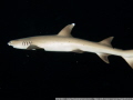 Little shark quickly passed me by.  Luckily my camera was on the right settings.  -- My entries are uploaded for fun and testing and do not compete in the contest --