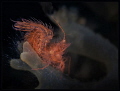 Hairy shrimp