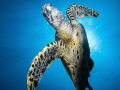 I saw this Hawksbill Turtle going up for air, so I patiently waited for it to come back down, and it swam straight for me only to stop and slash its stomach a meter above me.