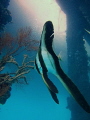 Sepa island , indonesia