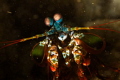MANTIS SHRIMP
