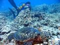 Diver in the background is photographing a hawkfish while I photograph turtle. Maui, Hawaii.