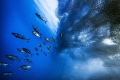 Tunas in the sardine storm.
