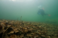Diver in cold water
