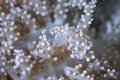ANEMONE SHRIMP