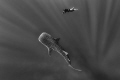 A whale shark in contact with a underwater photographer at the Silver Banks.