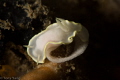 white nudi