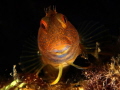 Parablennius pilicornis
