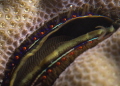 coral clam