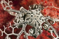 Baby basket star