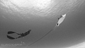 Freediver meets Eagle Ray