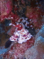 Harlequin Shrimp feeding on a sea star.  Taken off Pearl Harbor, O'ahu, Hawaii