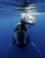 A baby Humpback smiles on the back of it's mum.