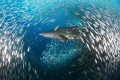 Sand tiger shark or Carcharias taurus, off the coast of North Carolina.