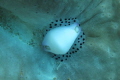Diving from Kasai Village in Moalboal, Phillipines we came upon many nudibranchia.  We I looked closely in the bottom left is a small almost transparent fish that I only saw because of the bright eyes