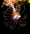 Shot at 84mm with +12 diopters at f22. This Gorgonian Hydroid is found on the Nicholson wreck on Sunset House reef. It took a steady hand due to a very small working distance to capture the hydroid down into the wreck and achieve the black background